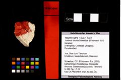 Foto (Objekt + Etikett) von Jurellana tithonia (Schweitzer & Feldmann, 2010)  (NHMW-GEO-1990-0041-2518)